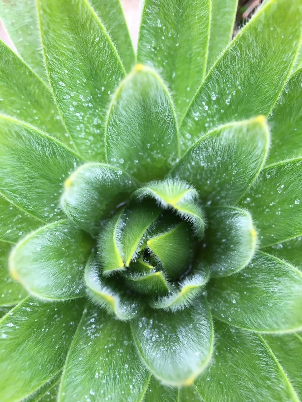 Caminantes-marzo-2019-4