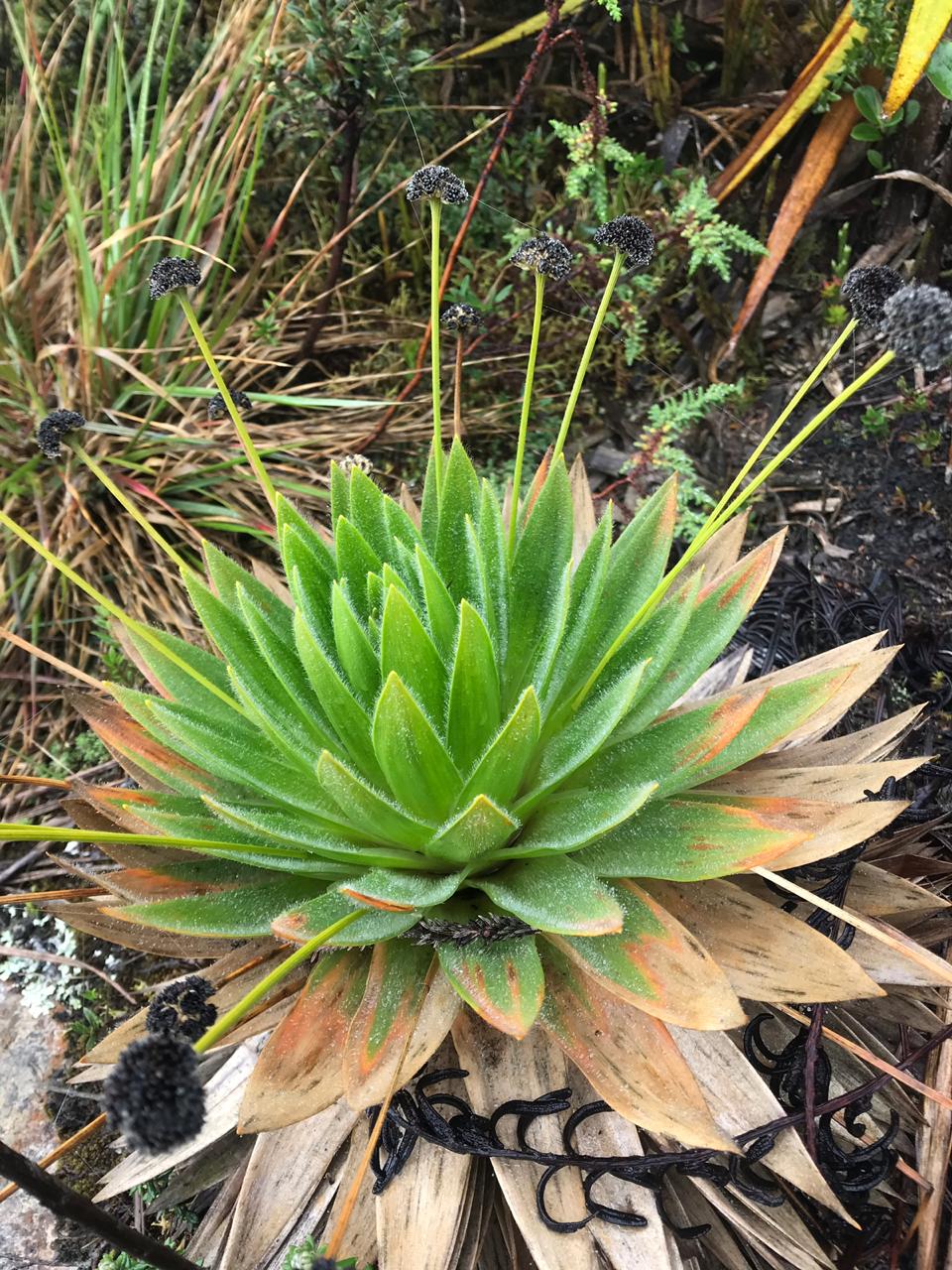 Caminantes-marzo-2019-5