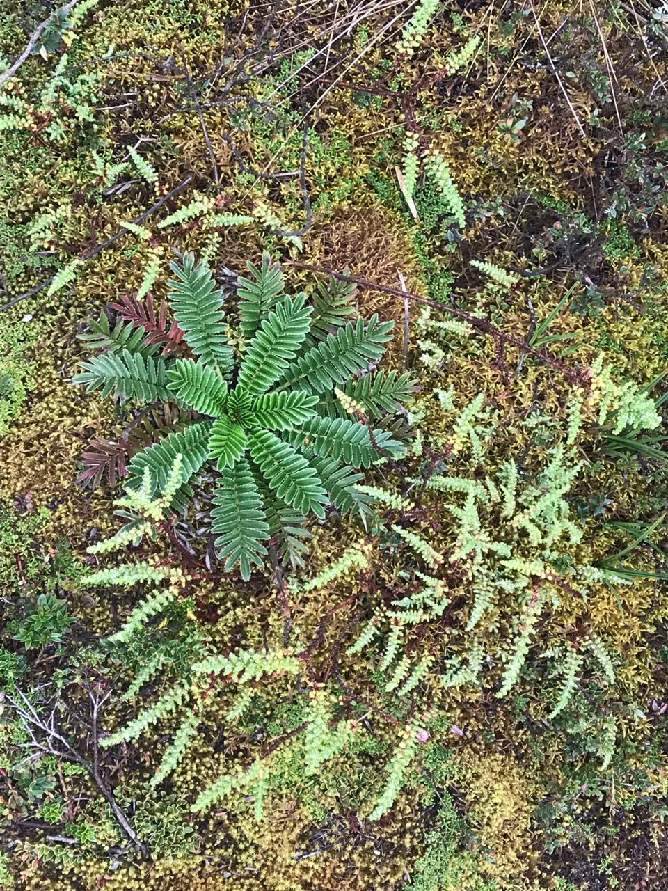 Caminantes-marzo-2019-6