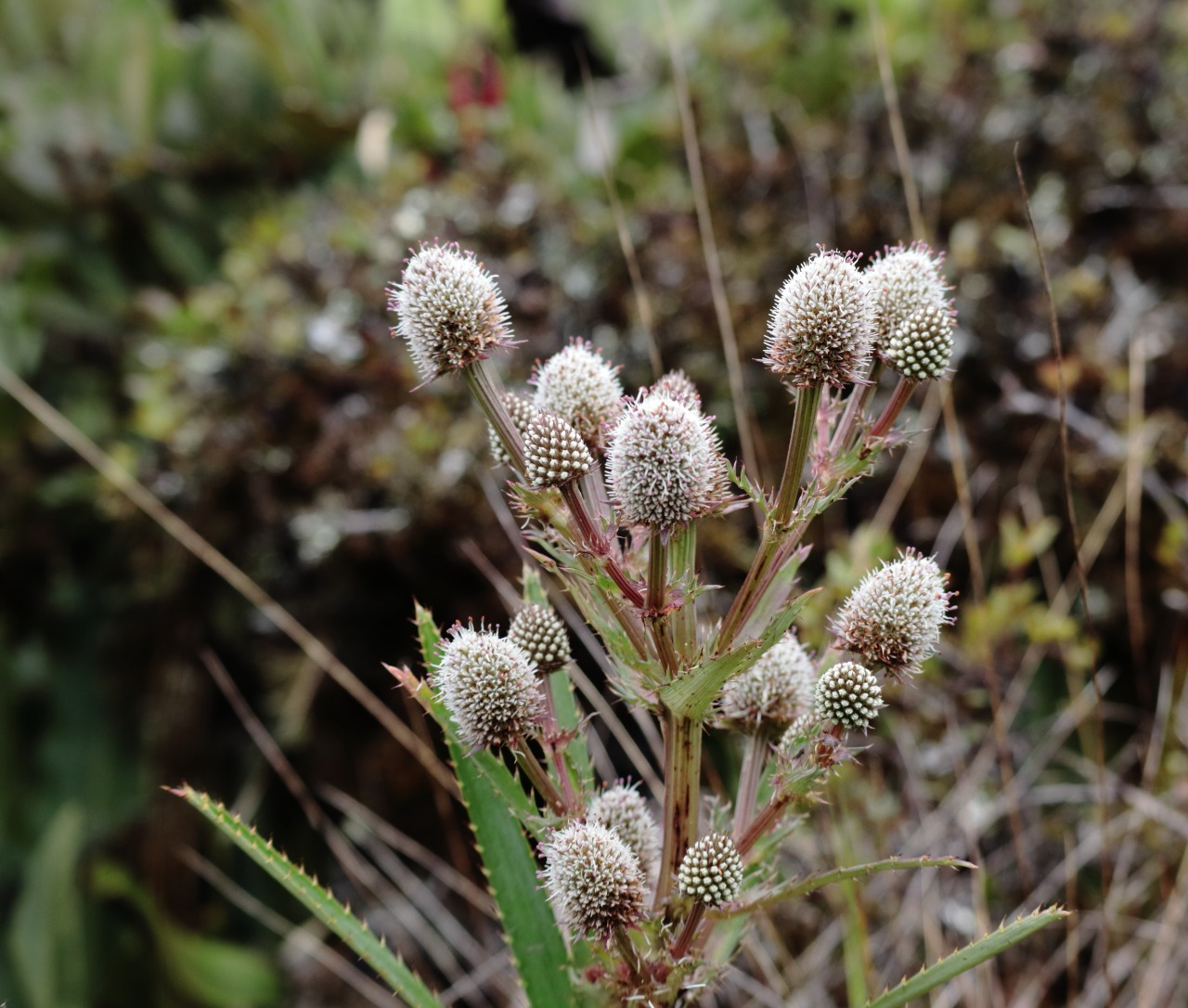 WhatsApp-Image-2022-08-30-at-8.00.25-AM-1-1